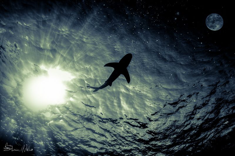 Natural shot except for the moon of course :-) by Steven Miller 