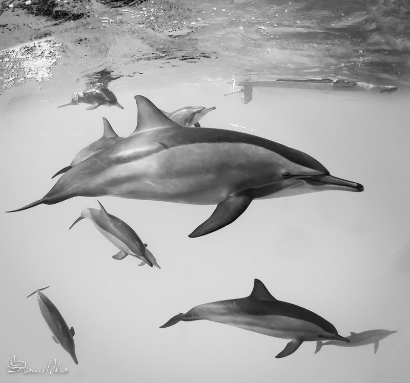Muscles... so fast. by Steven Miller 