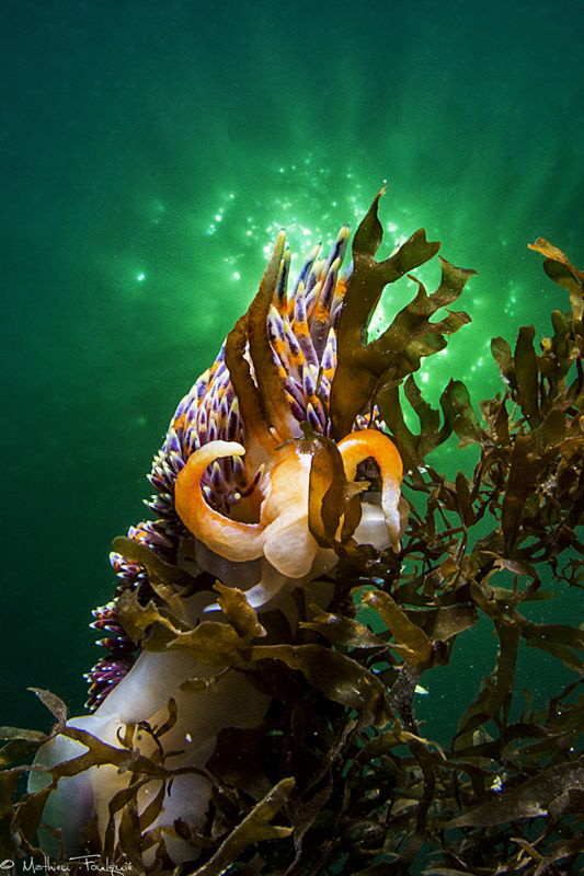 Wide angle close focus Nudi (Thau lagoon) by Mathieu Foulquié 