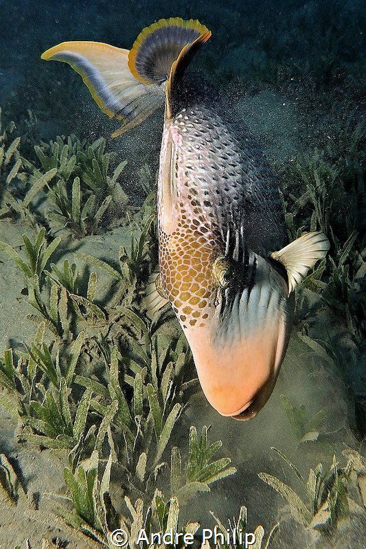 "Blow out the prey" - The Yellowmargin Triggerfish (Pseud... by Andre Philip 
