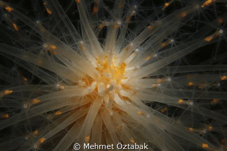 Deniz Kalemi/Veretillum cynomorium by Mehmet Öztabak 