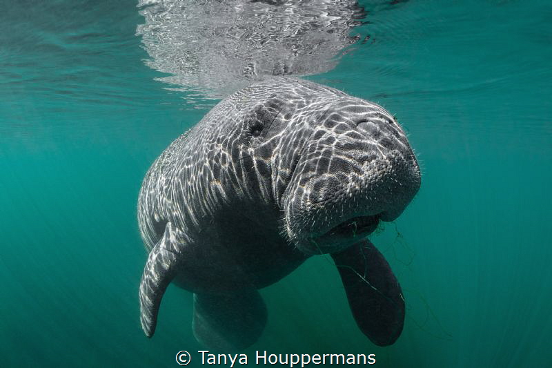 Not A Mermaid
It's hard to believe that sailors actually... by Tanya Houppermans 