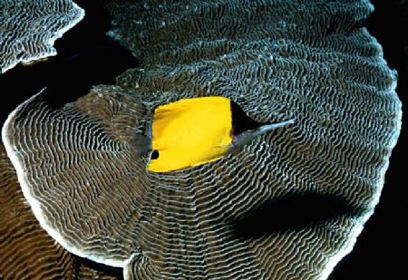 FRAMED! Long snout butterfly fish. Another in my 'Fish Po... by Rick Tegeler 