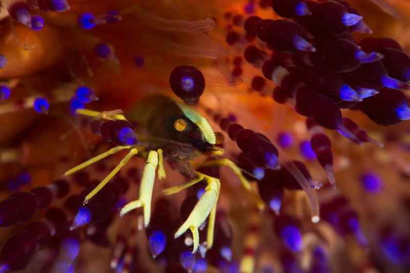 Not a coleman shrimp by James Deverich 