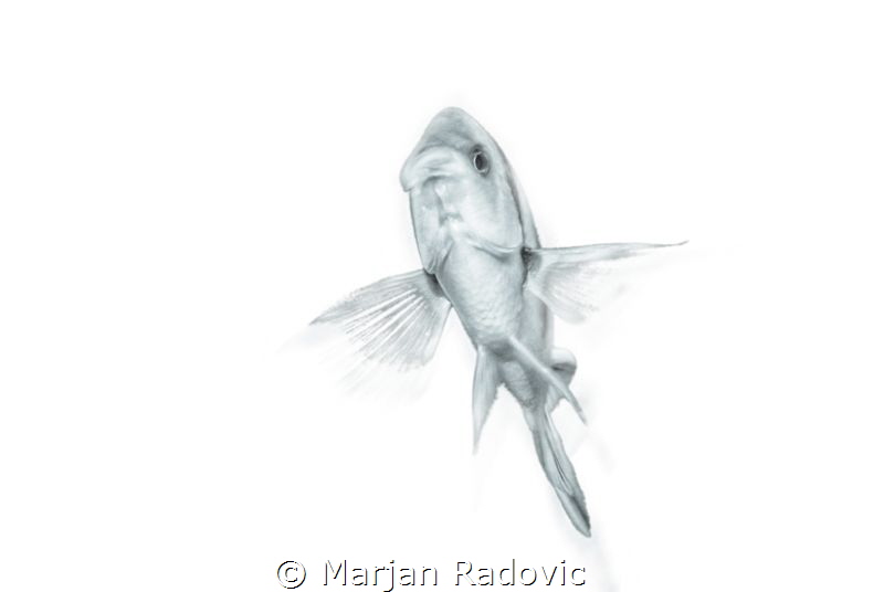 Like bird by Marjan Radovic 