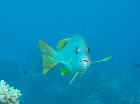 Snapper taken at Yolanda reef, Ras Mohamed Park with Olym... by Nikki Van Veelen 