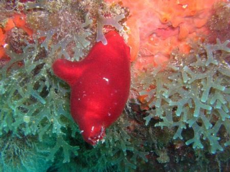 Sea Squirt by Hakan Taslicay 