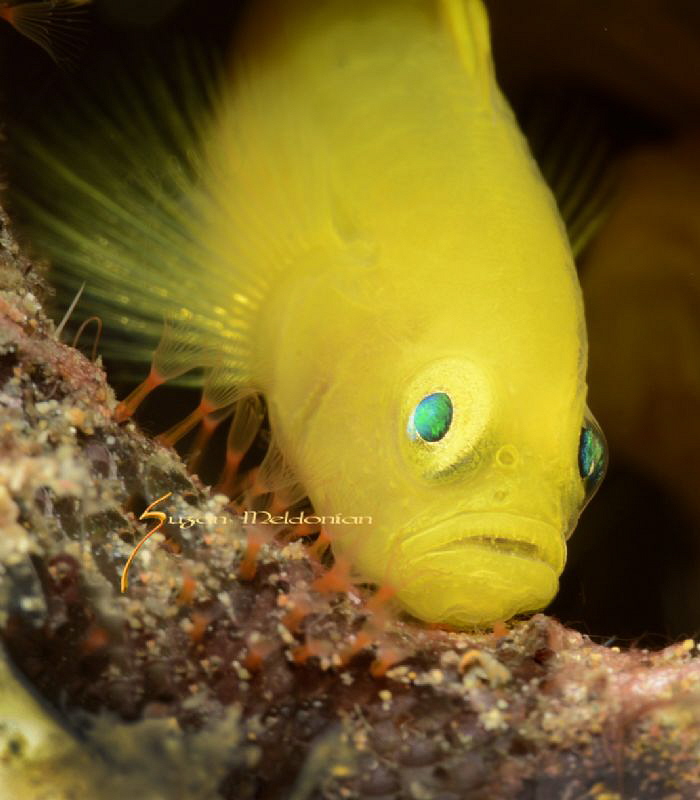 Here's looking at you ! by Suzan Meldonian 