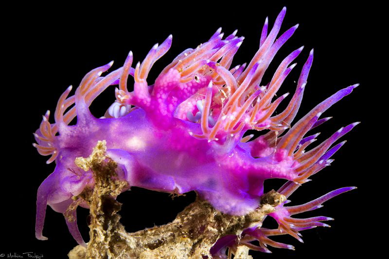 Flabellina by Mathieu Foulquié 