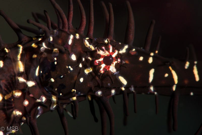 Ornate ghost pipefish. by Mehmet Salih Bilal 