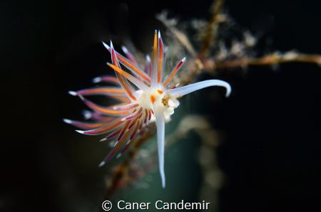 Nudi from Sıgacik/Izmir by Caner Candemir 