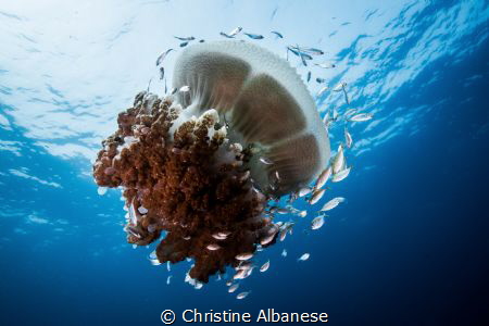 Rhizostome Jellyfish and a colony of inhabitants by Christine Albanese 