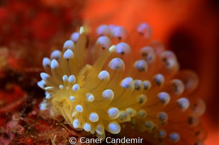 Janolus Cristatus by Caner Candemir 