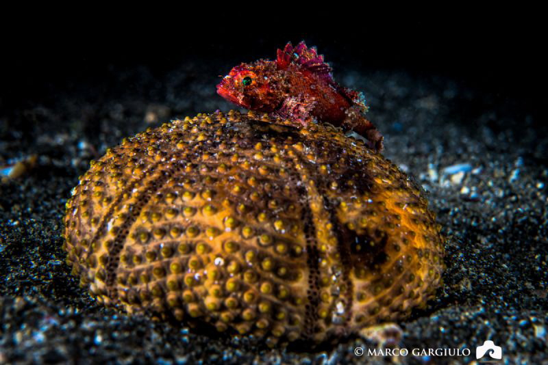 Little scorpaena by Marco Gargiulo 