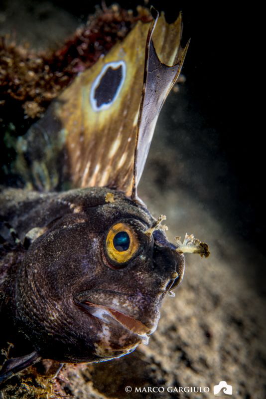 Blenny by Marco Gargiulo 