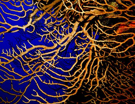 This photo was taken in Cozumel, at Columbia Deep which i... by Steven Anderson 