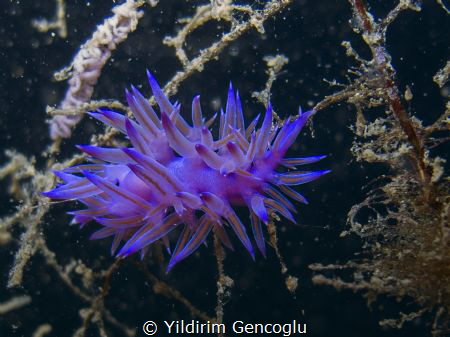 Nudi and eggs by Yildirim Gencoglu 