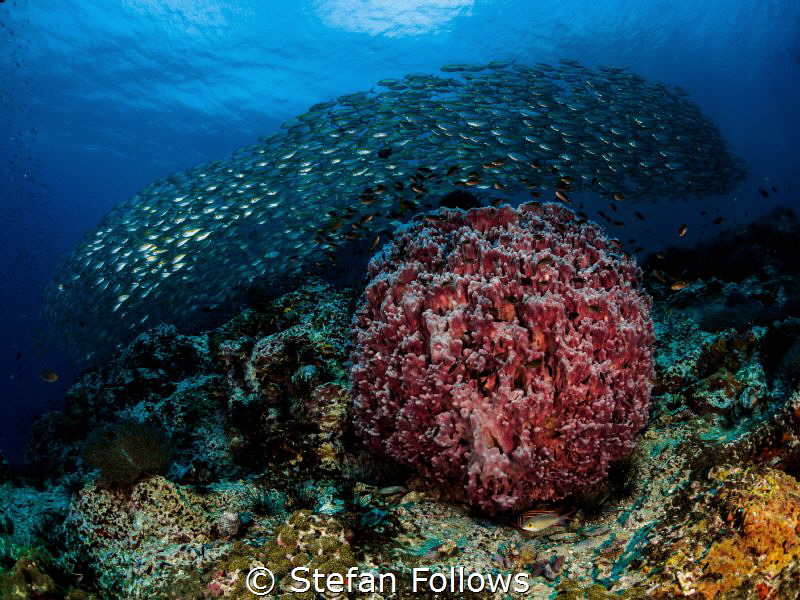 Plenteous. Oxeye Scad - Selar boops. Sail Rock, Thailand by Stefan Follows 