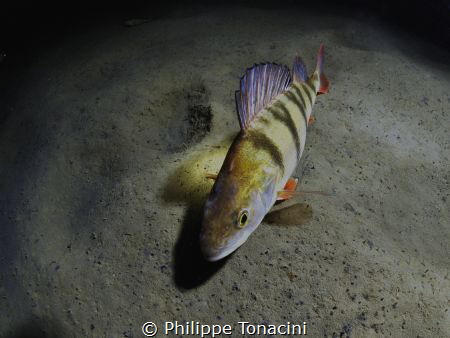 perche by Philippe Tonacini 