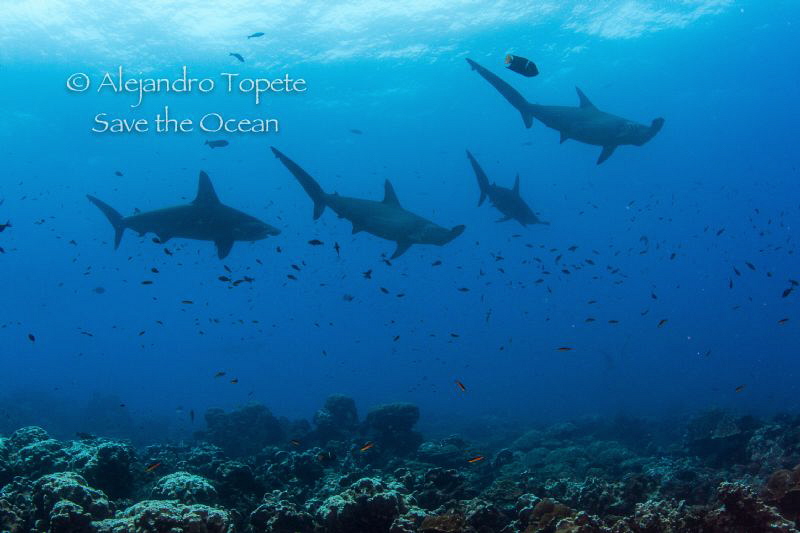 Hammerheads, Darwing Island  Galapagos by Alejandro Topete 