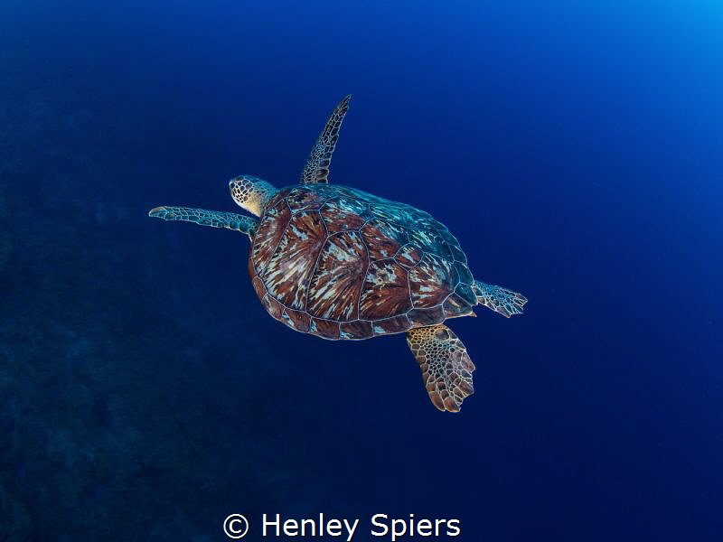 Green over Blue by Henley Spiers 