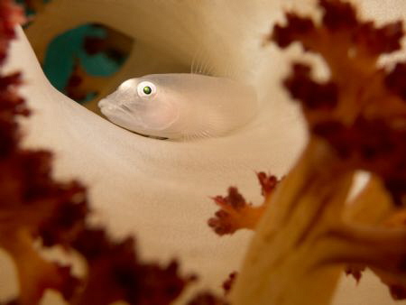 Pleurosicya boldinghi in Dendronephthya soft coral. by Jenny Strömvoll 