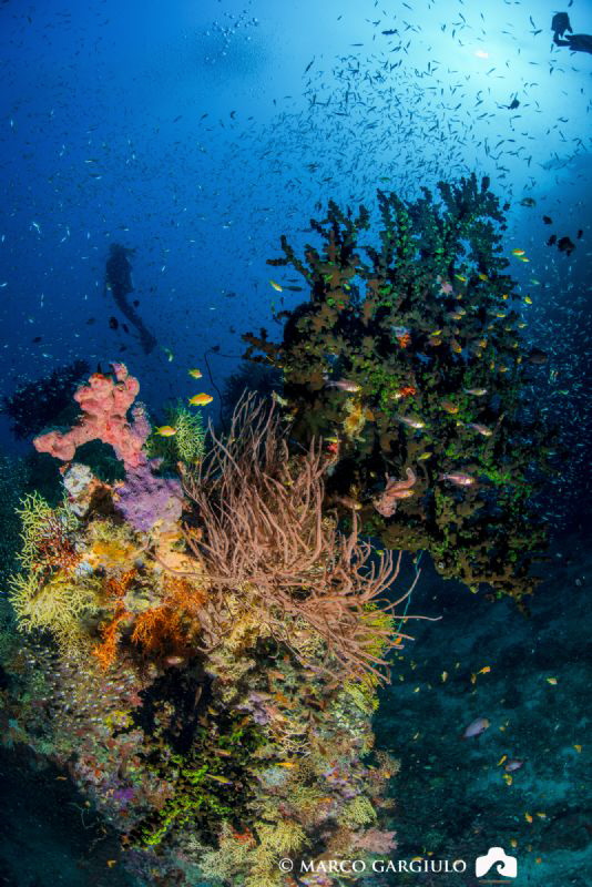 Giant Green Tubastrea Coral @ Dharavandhoo by Marco Gargiulo 