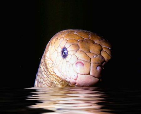 SEA SERPENT! Olive sea snake; Loloata Island, PNG. Housed... by Rick Tegeler 