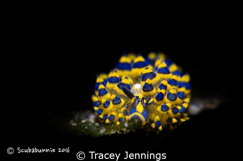 Disco Diva by Tracey Jennings 