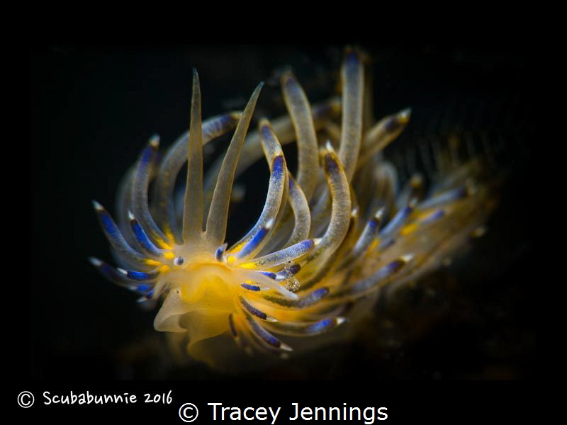 Delicate flower by Tracey Jennings 