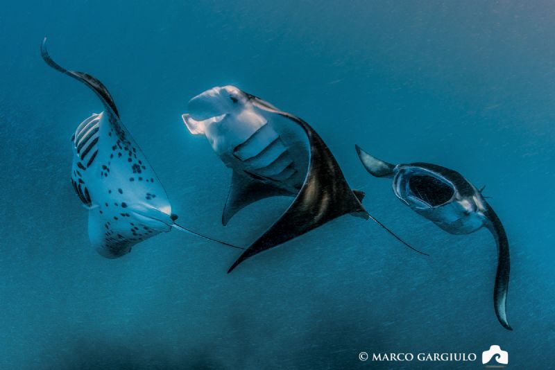 Manta Rays Train @ Hanifaru Bay by Marco Gargiulo 