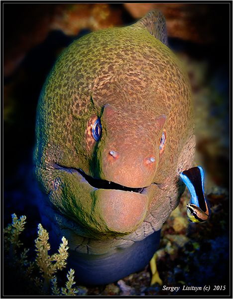 Suspicious character. by Sergey Lisitsyn 