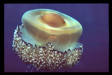 Medusa at the Divesite Gangaro North near the surface. by Andy Kutsch 