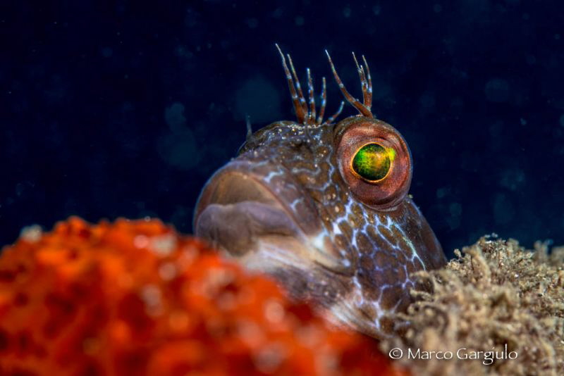 African Blenny by Marco Gargiulo 