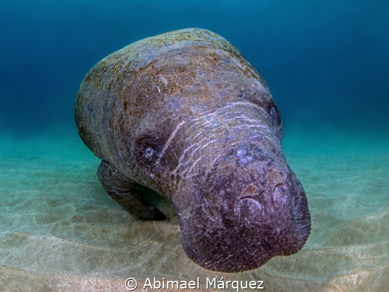 Manatee by Abimael Márquez 
