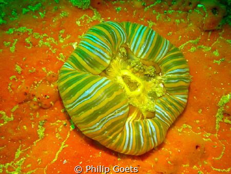 Ocean 'Candy' by Philip Goets 