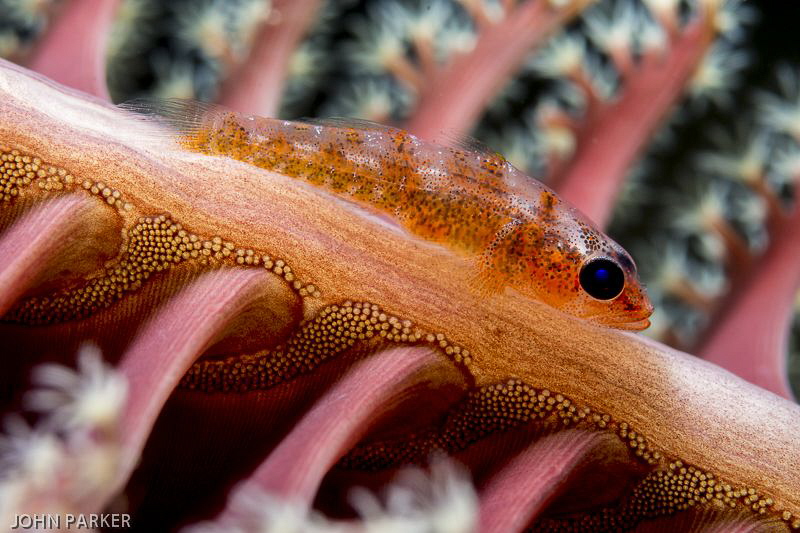 Goby on a sea pen- backlit by John Parker 
