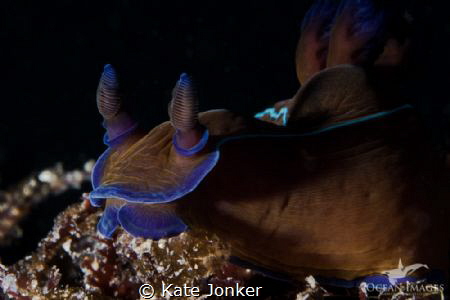 Black Nudibranch photographed at Blousteen in Gordon's Ba... by Kate Jonker 