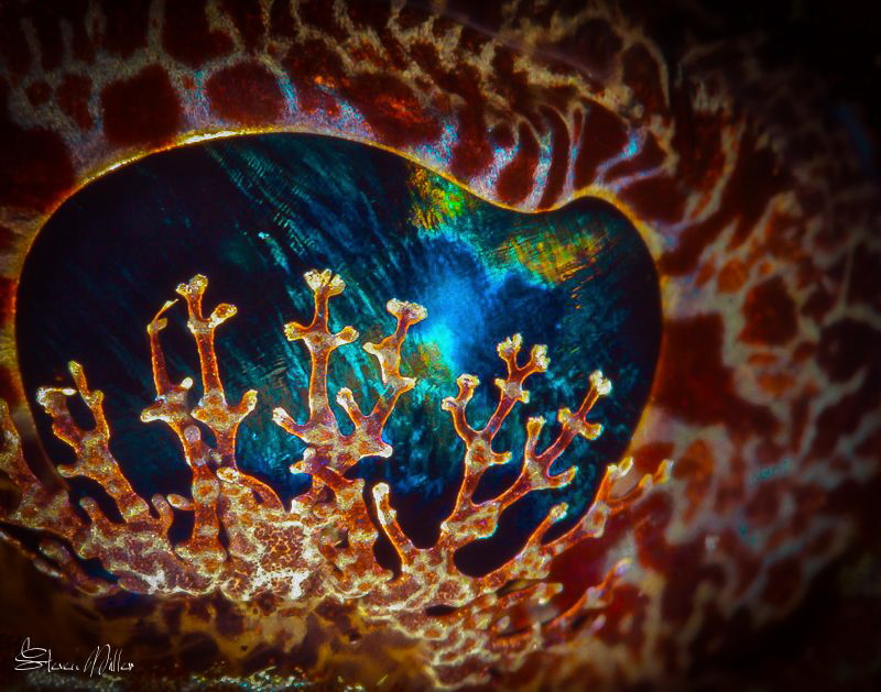 Sea eye by Steven Miller 