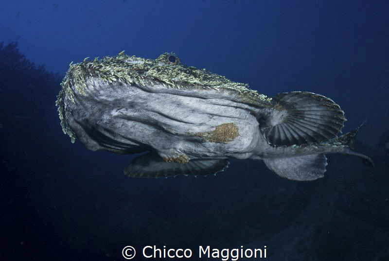 Angler fish or Star Trek? by Chicco Maggioni 