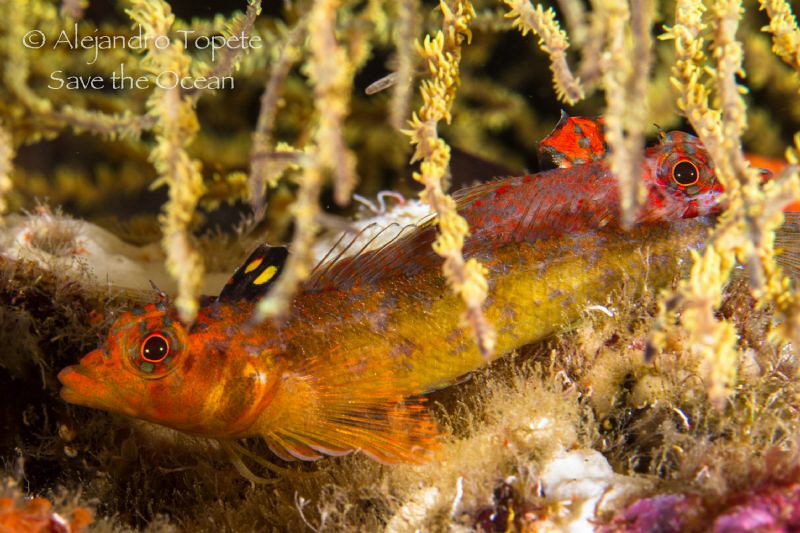 Hiding in Coral, Galapagos Ecuador by Alejandro Topete 