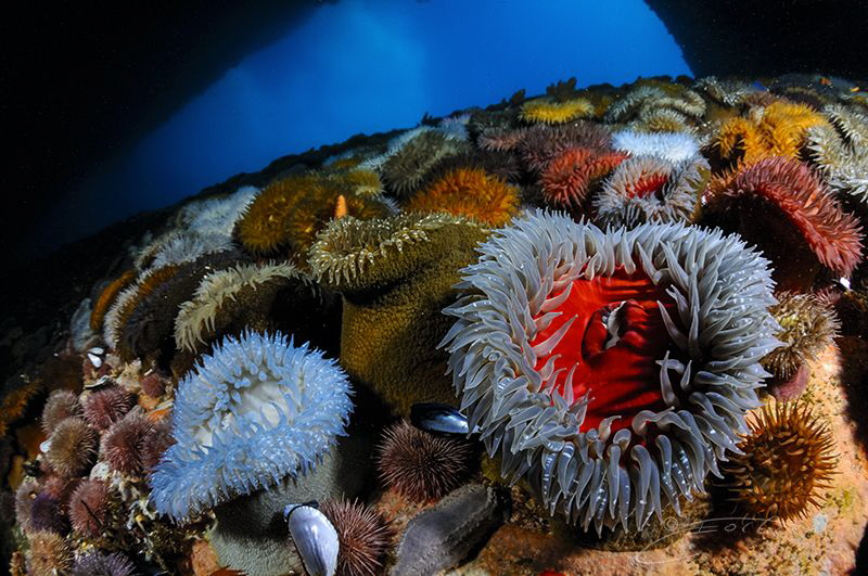 ~ Anemone Mile ~ by Geo Cloete 