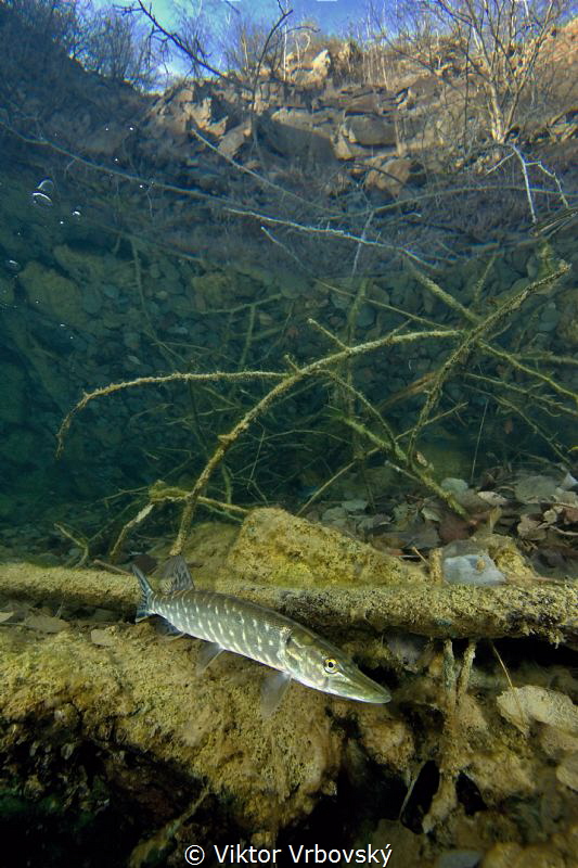 Pike in a flooded quarry by Viktor Vrbovský 