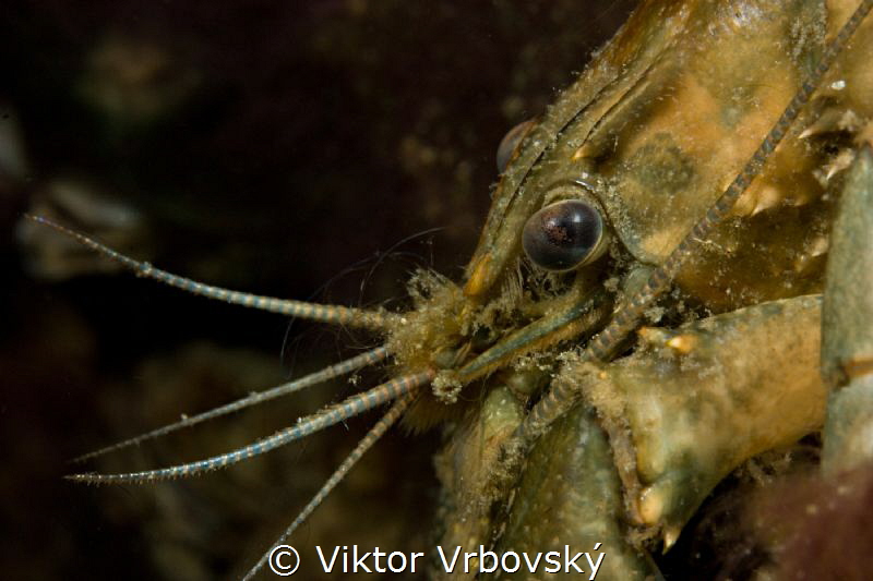 Face of american visitor in Czech Republic - Spiny-cheek ... by Viktor Vrbovský 