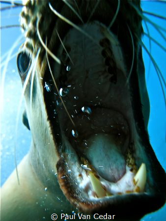 Photo was taken at La Jolla, California. This sea lion fo... by Paul Van Cedar 
