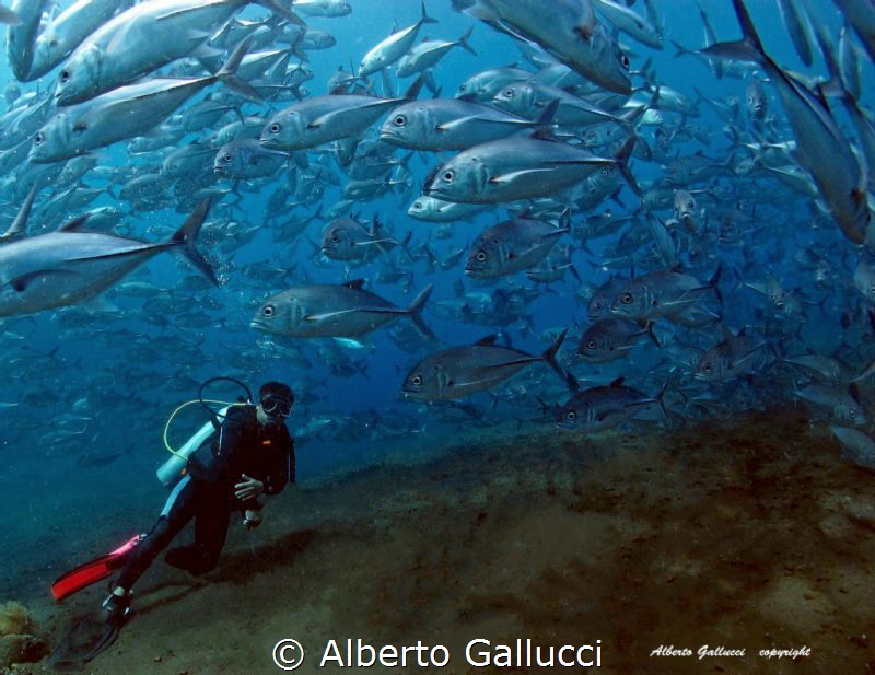 Jackfish by Alberto Gallucci 