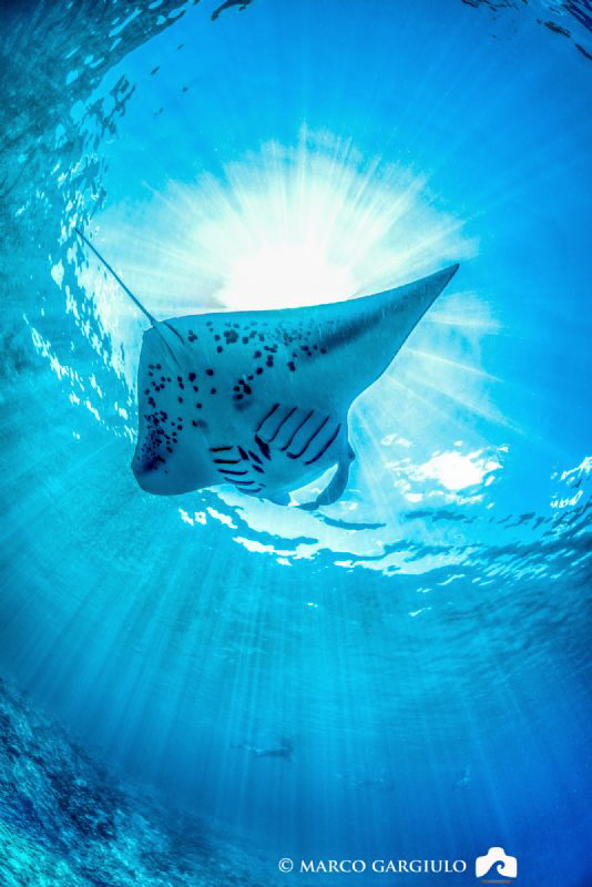 Manta Ray and SunRays by Marco Gargiulo 