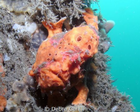 Painted Anglerfish Clifton Gardens NSW by Debra Cahill 