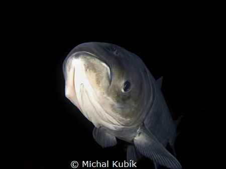 Big Head carp 
(Hypophthalmichthys nobilis) at night by Michal Kubík 