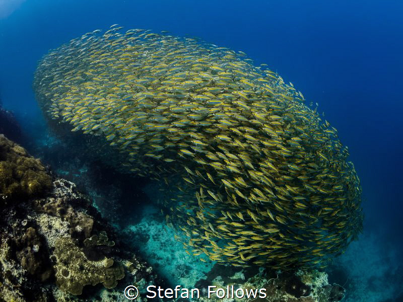 Pushing the river ... Oxeye Scad - Selar boops. Sail Rock... by Stefan Follows 